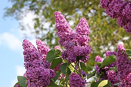 丁香,紫羅蘭色,花