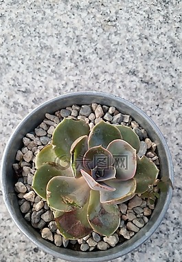多汁,植物,室外餐館