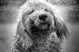 狗,goldendoodle,水