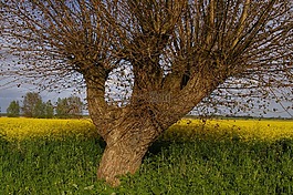 树,weidenbau,牧场