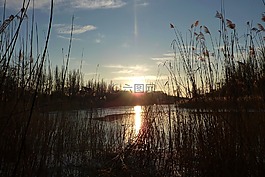 日落,蘆葦,湖