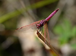 蜻蜓,蜻蜓的石榴石,菇trithemis