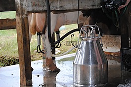 擠奶,農場,動物