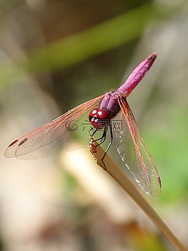 蜻蜓,蜻蜓的石榴石,菇trithemis