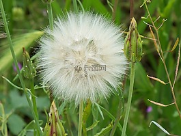 花,塞倫蓋蒂性質,字段