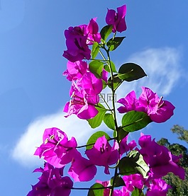 鮮花,agapanthus,花的