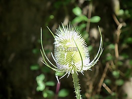 花,塞倫蓋蒂性質,字段