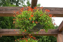 鮮花,碗,花盆