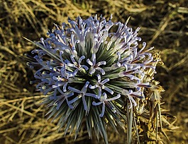 薊,花,植物
