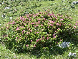 纤毛 alpenrose,布什,鲜花