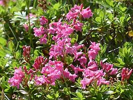 纤毛 alpenrose,鲜花,高山玫瑰