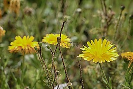 鮮花,植物區(qū)系,植物學(xué)