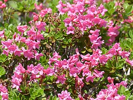 纤毛 alpenrose,鲜花,blütenmeer