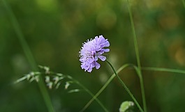 花,蓝色,孤独