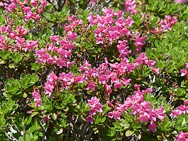纤毛 alpenrose,鲜花,粉红色