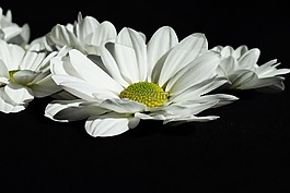 花,白色,黑色