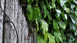 常春藤,植物,履帶板