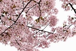 櫻桃,野櫻桃,鮮花