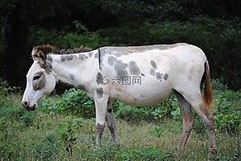 驢,動(dòng)物,農(nóng)場(chǎng)