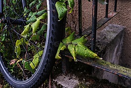 車輪,自行車,葉