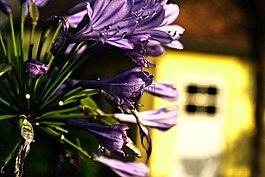 開花,紫,花