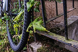 車輪,自行車,葉