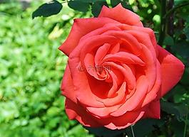 玫瑰,紅色,夏季