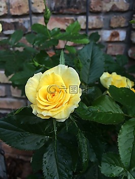 花,玫瑰,黃玫瑰