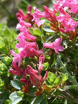 纤毛 alpenrose,鲜花,高山玫瑰