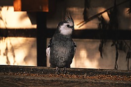 鸚鵡,鳥,動(dòng)物世界