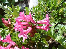 纤毛 alpenrose,鲜花,高山玫瑰