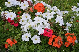 鮮花,矮牽牛,紅色