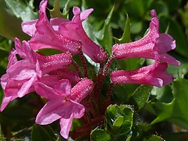 纤毛 alpenrose,鲜花,高山玫瑰
