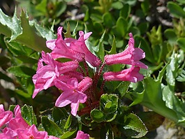 纤毛 alpenrose,鲜花,高山玫瑰