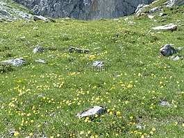 報告,高山草甸,花多