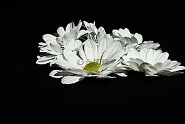 白色,黑色,花