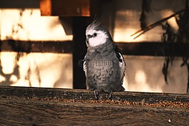 鸚鵡,鳥,動(dòng)物世界