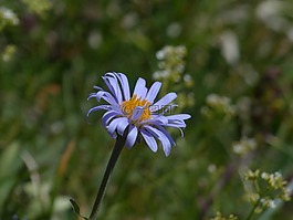 花,開花,紫