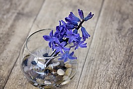 風信子,花,春天的花