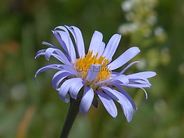 花,開花,紫