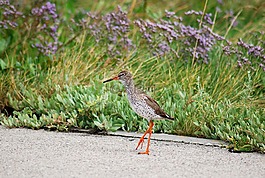 鳥,鳥類,redshank
