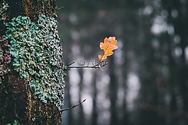 秋季,葉子,性質(zhì)