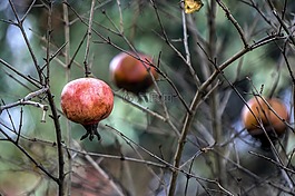 magrana,野生,樹