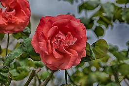 花,粉色,花園