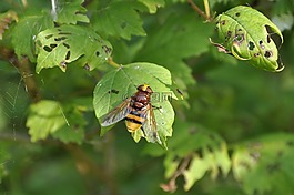 飞,巨型城市,volucella zonaria
