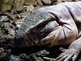 監(jiān)視器,varanus,爬行動(dòng)物
