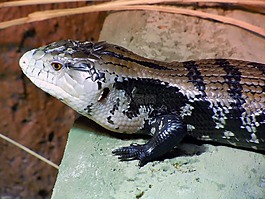 監(jiān)視器,varanus,爬行動(dòng)物