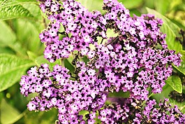 紫,鮮花,花