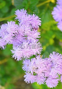 紫,開花,花