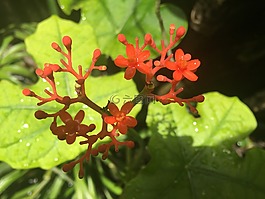 植物,花園,草本植物